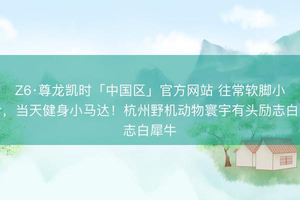 Z6·尊龙凯时「中国区」官方网站 往常软脚小爱怜，当天健身小马达！杭州野机动物寰宇有头励志白犀牛